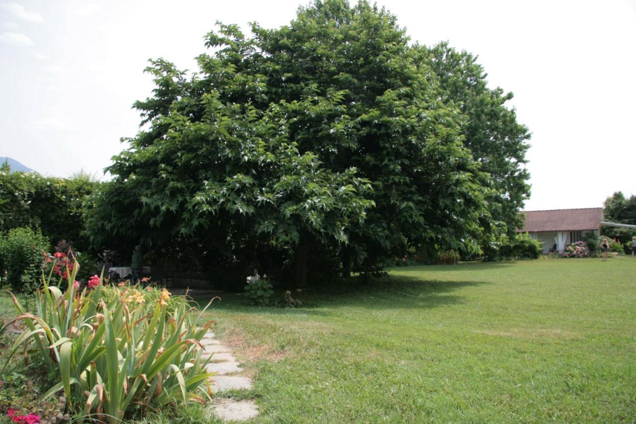 Pietrasanta - Versilia - Villa Arzilla Garden Con Piscina 通法诺 外观 照片